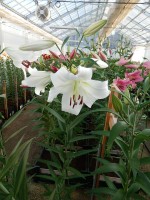 [4174 Agostini VH No101.JPG]